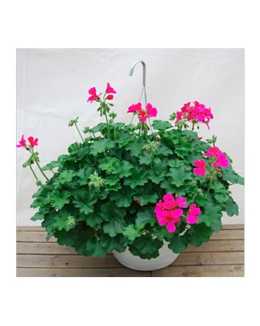 Hanging Geranium